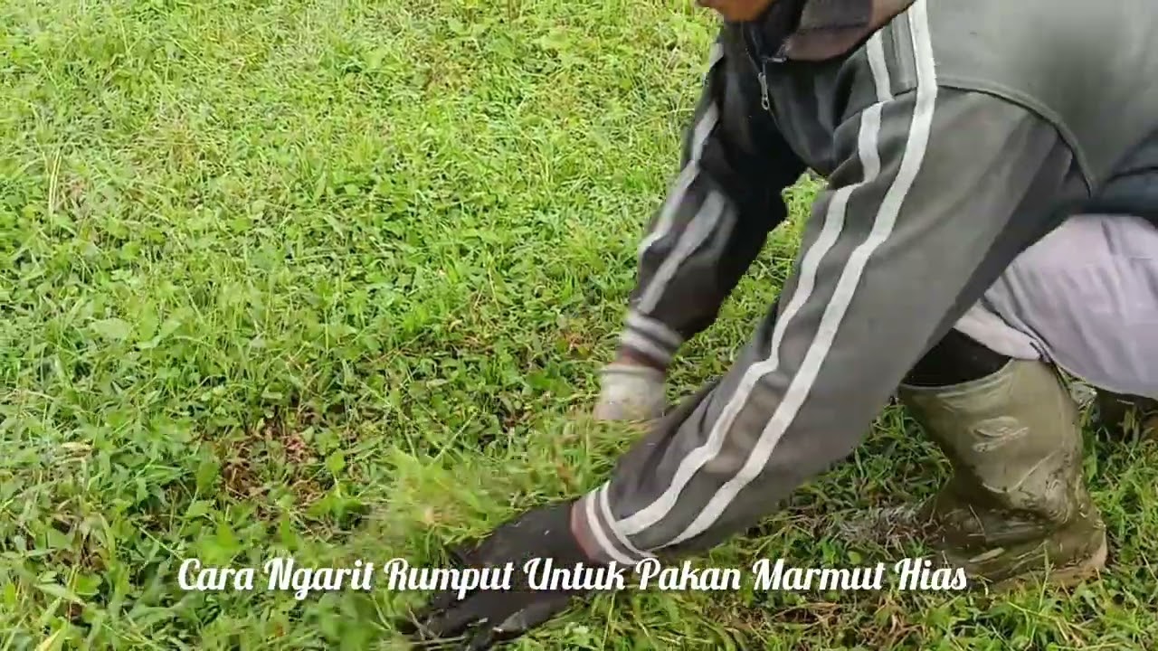 Cara Ngarit Rumput di Sawah Untuk Pakan Marmut Hias#ngaritrumput#marmut