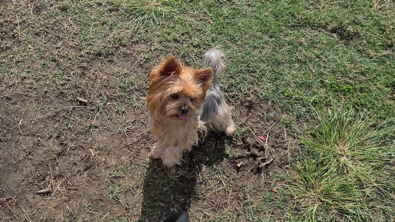 Dog park morning routine | Yorkie Dog Routine
