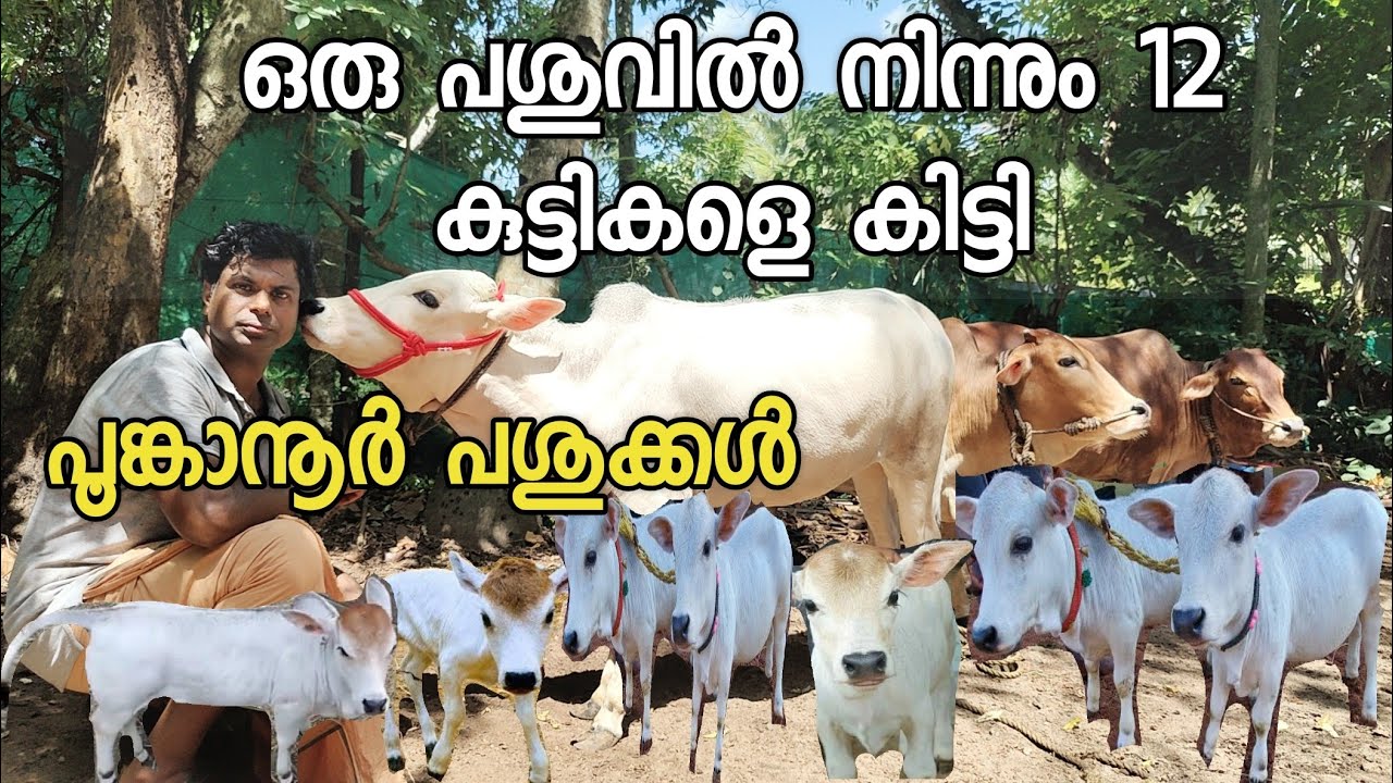 പൂങ്കാനൂർ പശുക്കുട്ടികൾ ജനിച്ചു  cow farming malayalam