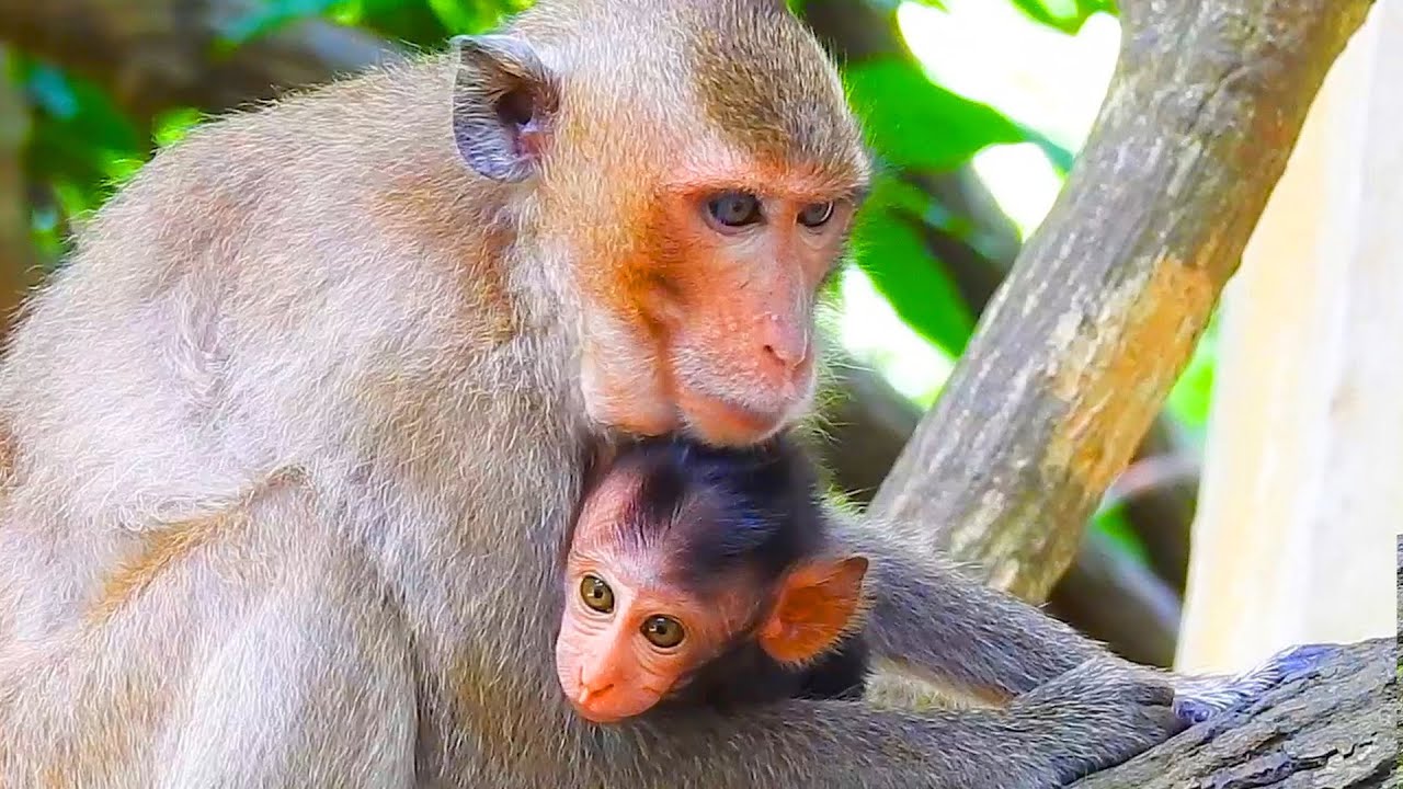Baby monkey catches Vegan baby and Vegan baby cries loudly
