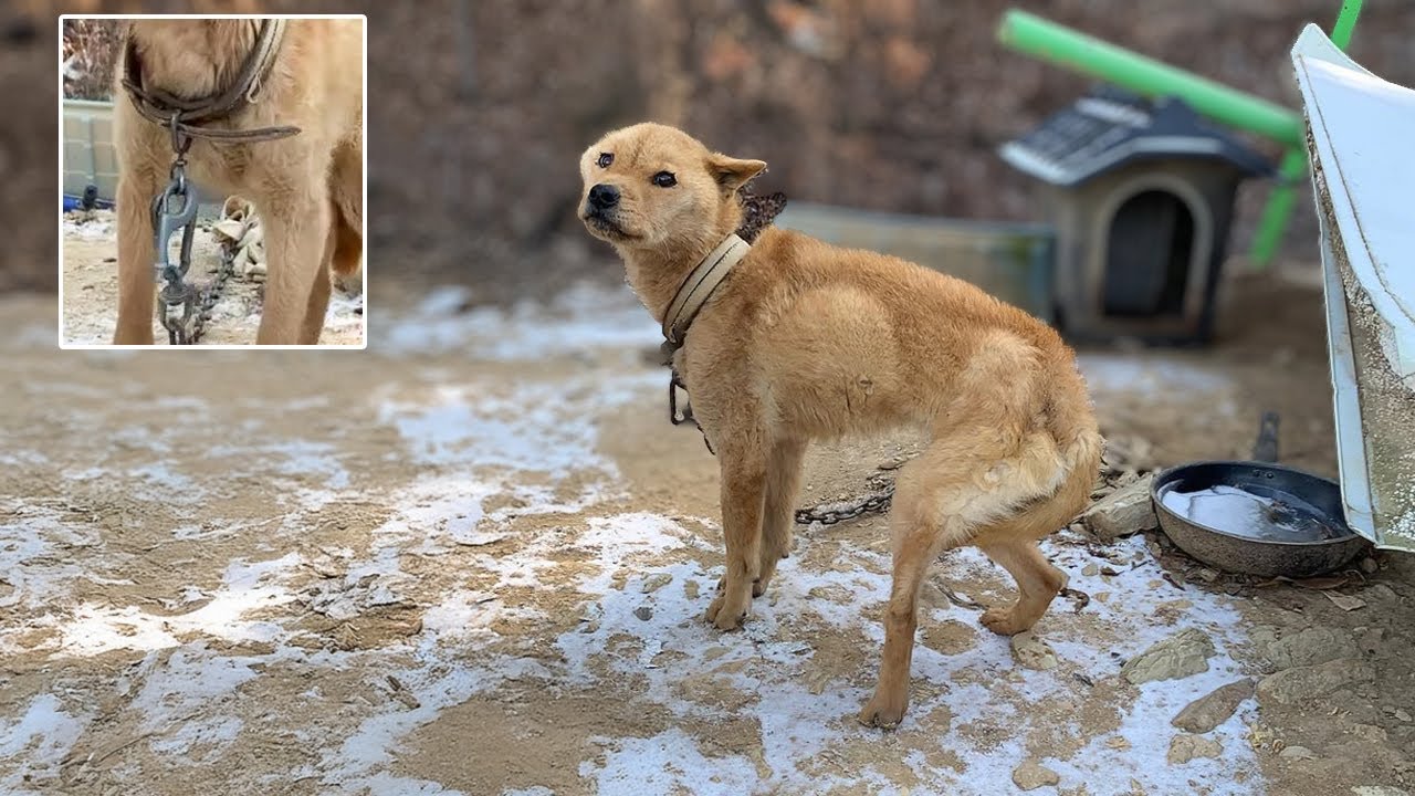 Chained for Life to Guard a Chicken Coop, She Struggled to Eat Snow to Stay Alive
