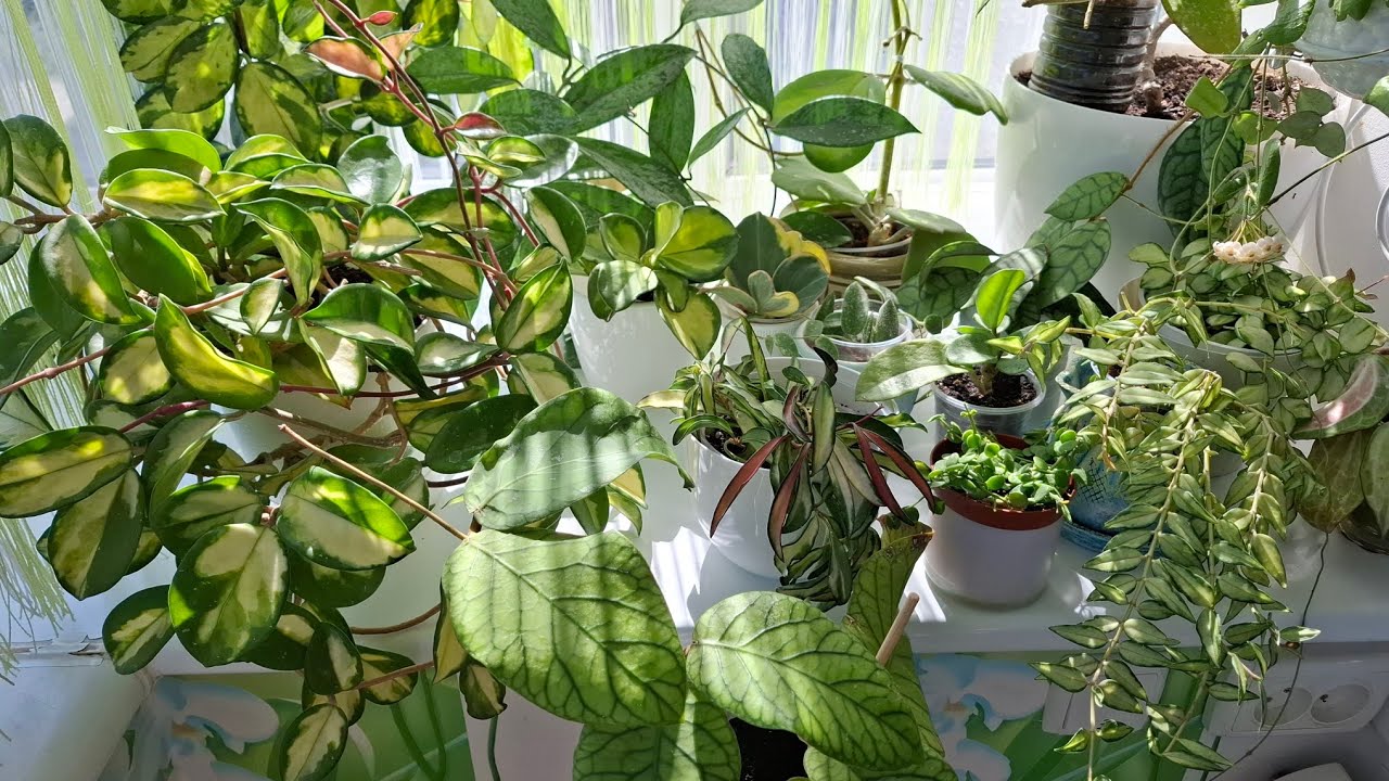 ХОЙЇ 🌿огляд  колекції 🌿2025
