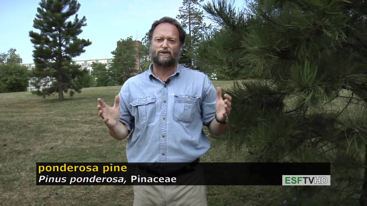 Trees with Don Leopold - ponderosa pine