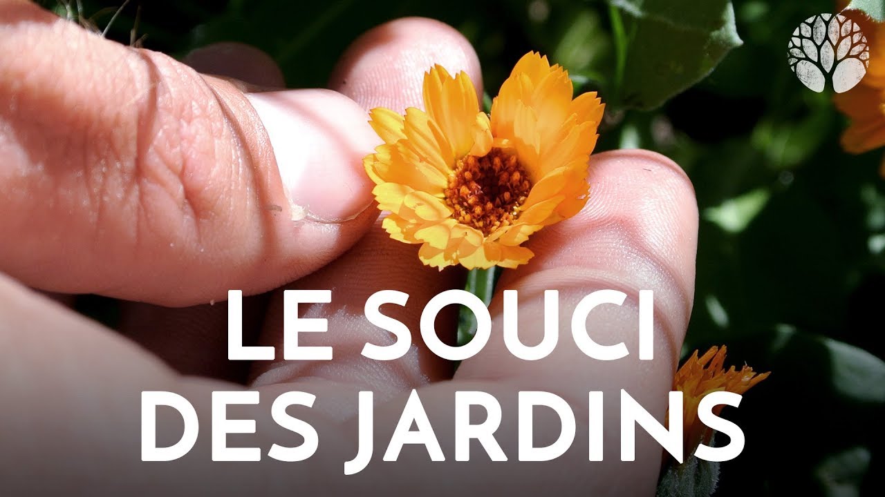 Le souci ou Calendula, la plante médicinale des vacances pour les coups de soleil et les infections