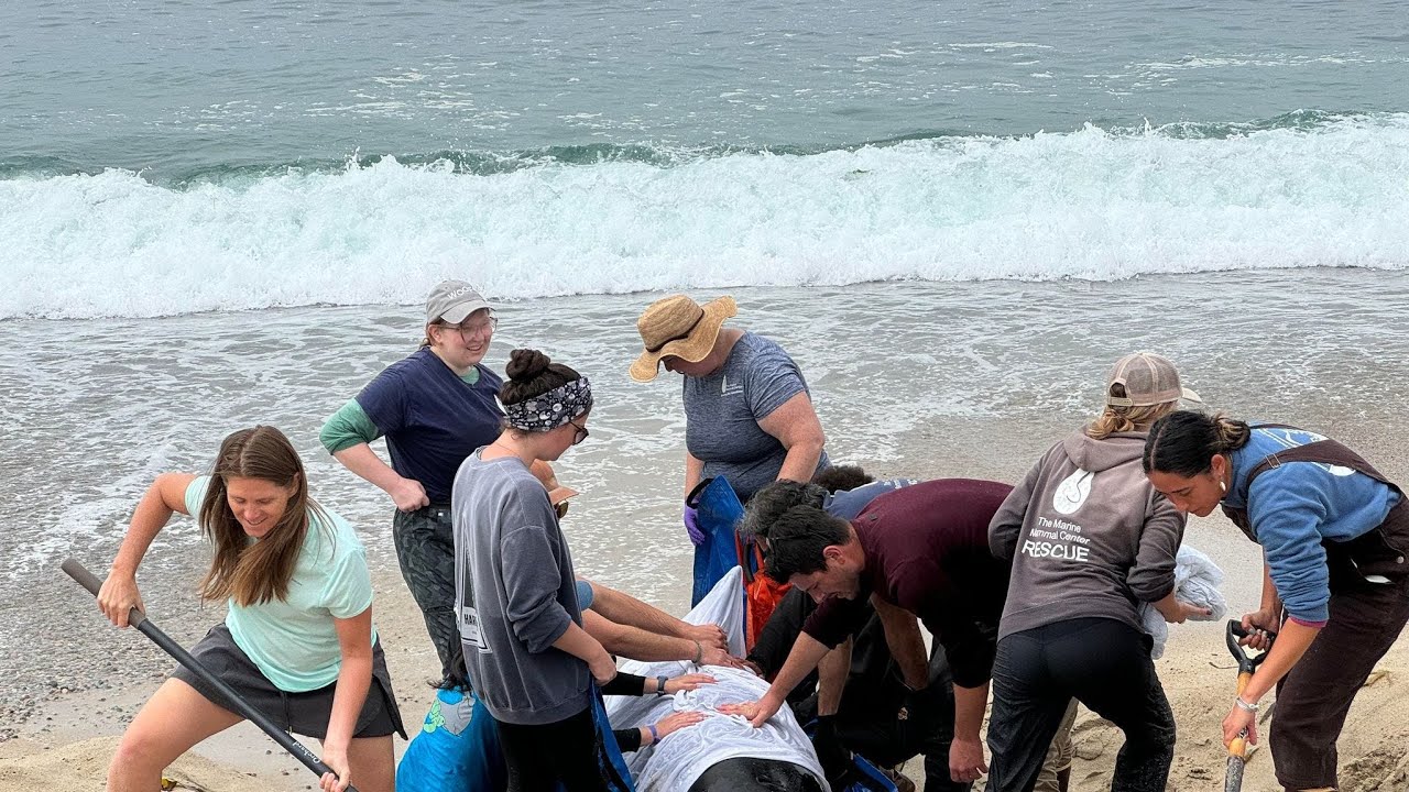 Killer whale calf stranded at Carmel River State Beach