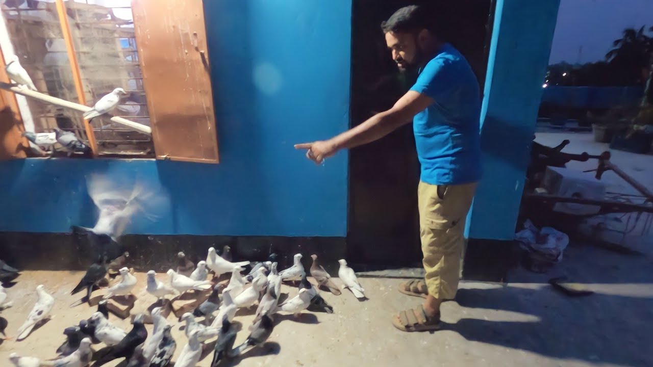 কবুতর মানুষের কথা শুনে জীবনে প্রথম দেখলাম