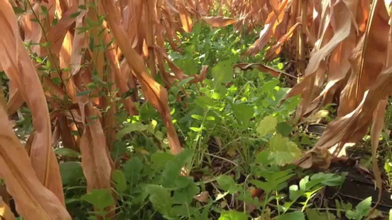 Millborn HiFly Cover Crop