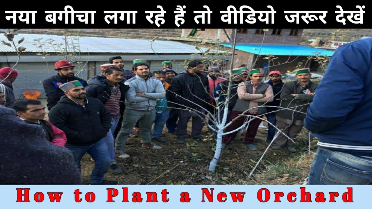 सेब का नया बगीचा कैसे लगायें | How to Plant New Apple Orchard | Himalayan Farming | Live Update