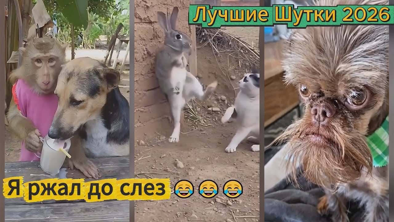 Я РЖАЛ ДО СЛЕЗ 😂 15 Минут ОТБОРНЫХ ПРИКОЛОВ 2026 Смешные видео   Лучшие ПРИКОЛЫ