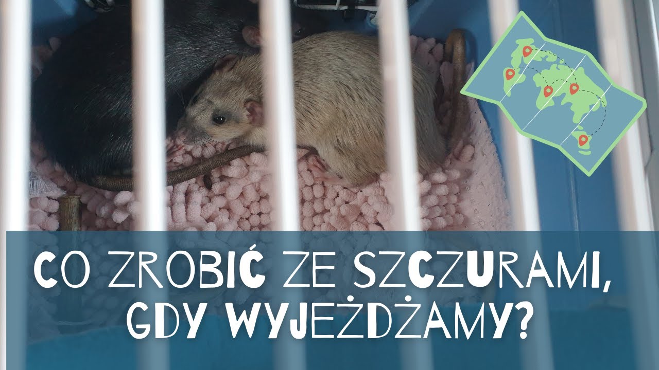 Co zrobić ze szczurami, gdy wyjeżdżamy? | Szczuromania #27