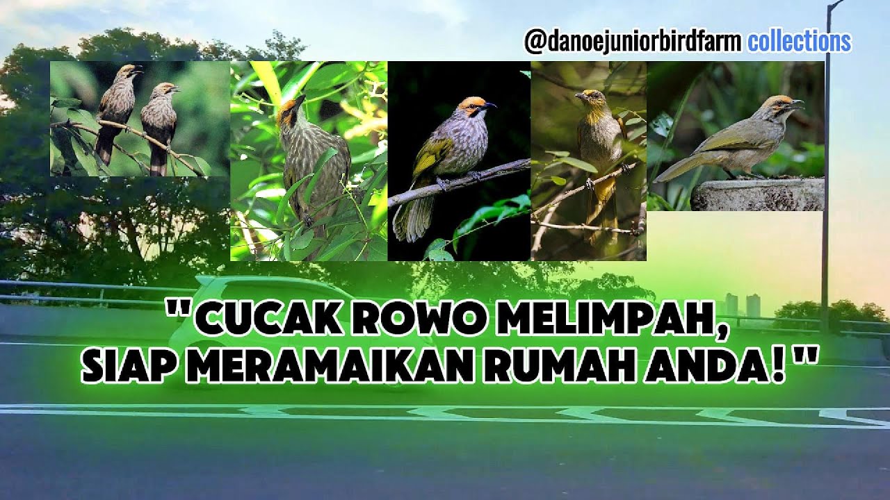 Cucak Rowo Melimpah, Siap Meramaikan Rumah Anda! - by @DanoeJuniorBirdFarm #masteranburung