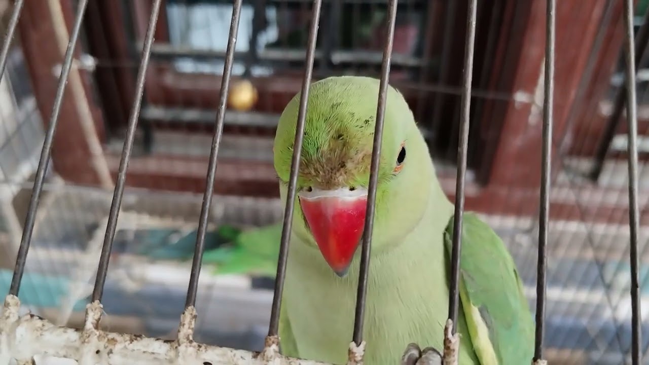 Aaj mera mitthu chhedate hue pakda Gaya