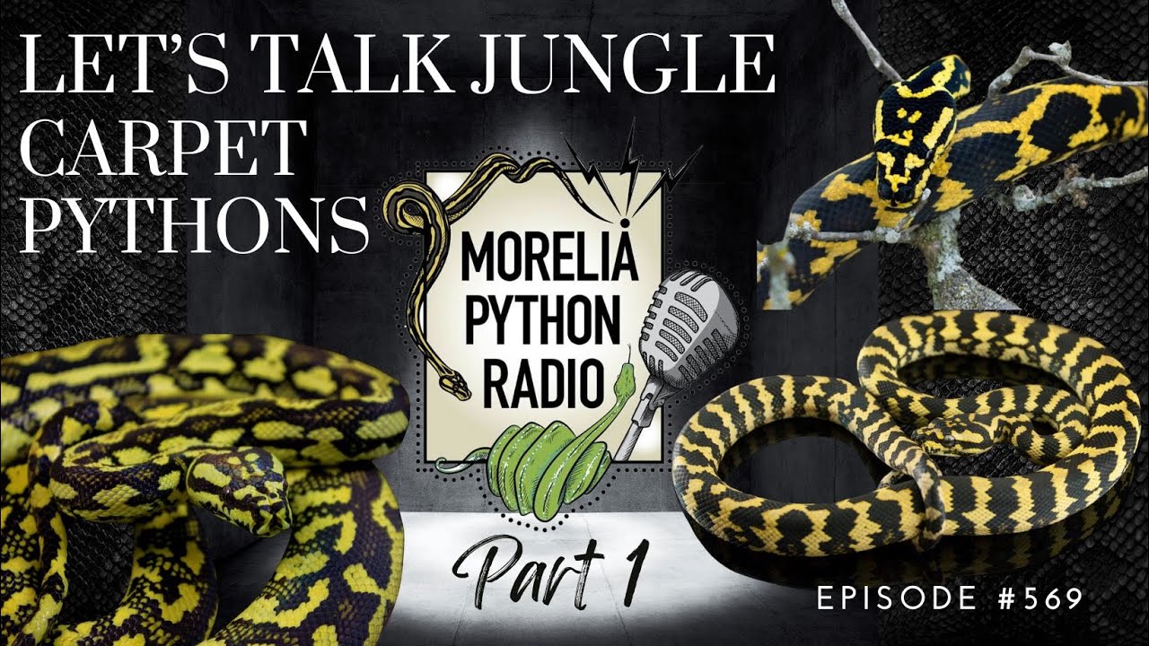 Let’s Talk Jungle Carpet Pythons-Pt. 1