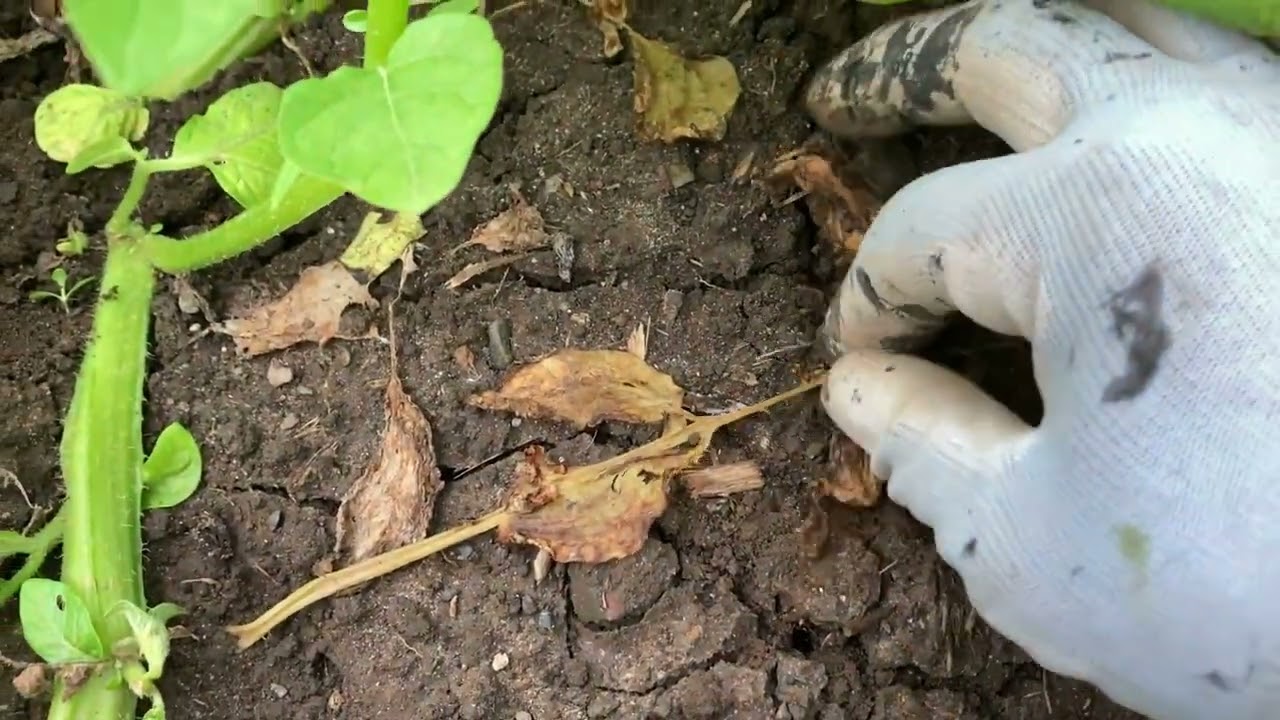 サタナス　馬鈴薯の播種同時培土2畦　サブソイラー4本仕様【タイヤ踏圧解消】