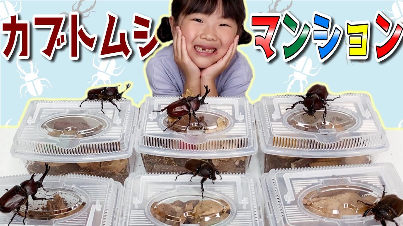【カブトムシ】羽化したので新たに部屋を作っていくぅ😀カブトムシの飼育方法