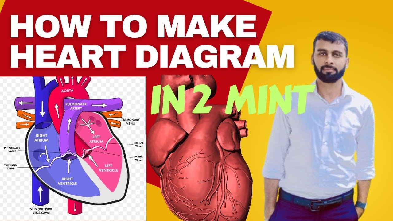 Easiest Way to draw a human heart diagram in 2 mints