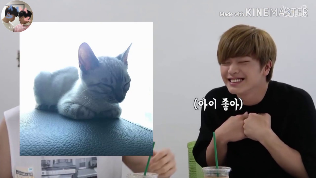 삼이 빙의한 육냥이 모음