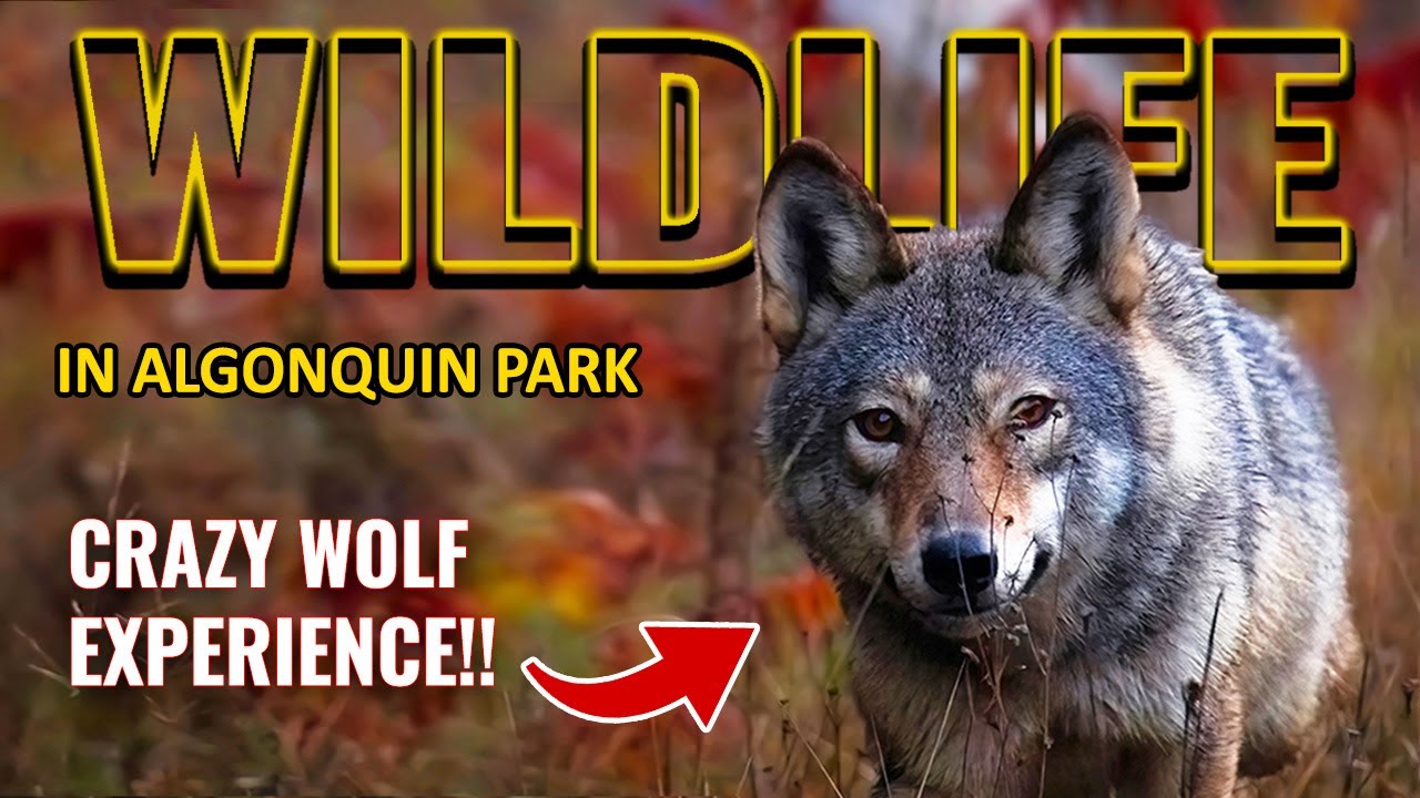 The Most Wildlife I've Ever Seen in Algonquin Park | Wolf, Bear, Moose, Fox & More