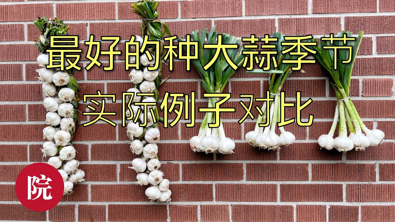 【彬彬有院】种&bull;691秋天种大蒜还是春天种大蒜，剪蒜苗后的大蒜是否还会结蒜头？实际例子对比，结果和你讲的清清楚楚