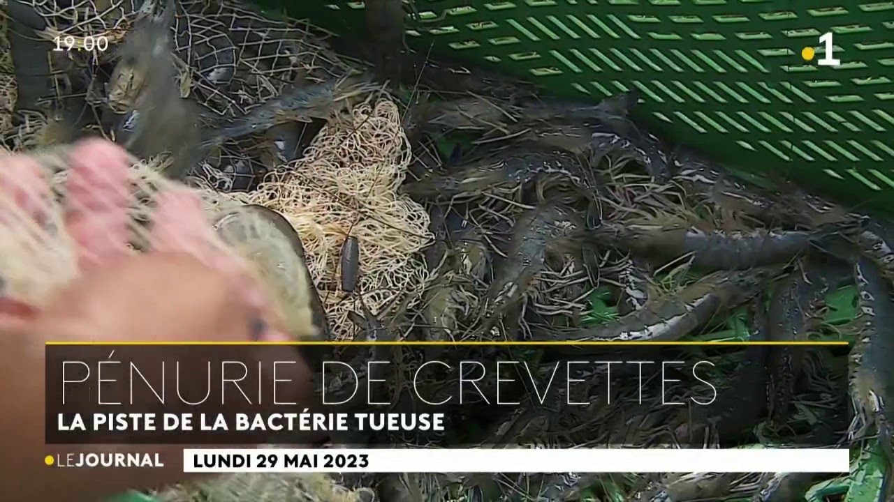 Victimes d'une bactérie, de moins en moins de crevettes dans les assiettes
