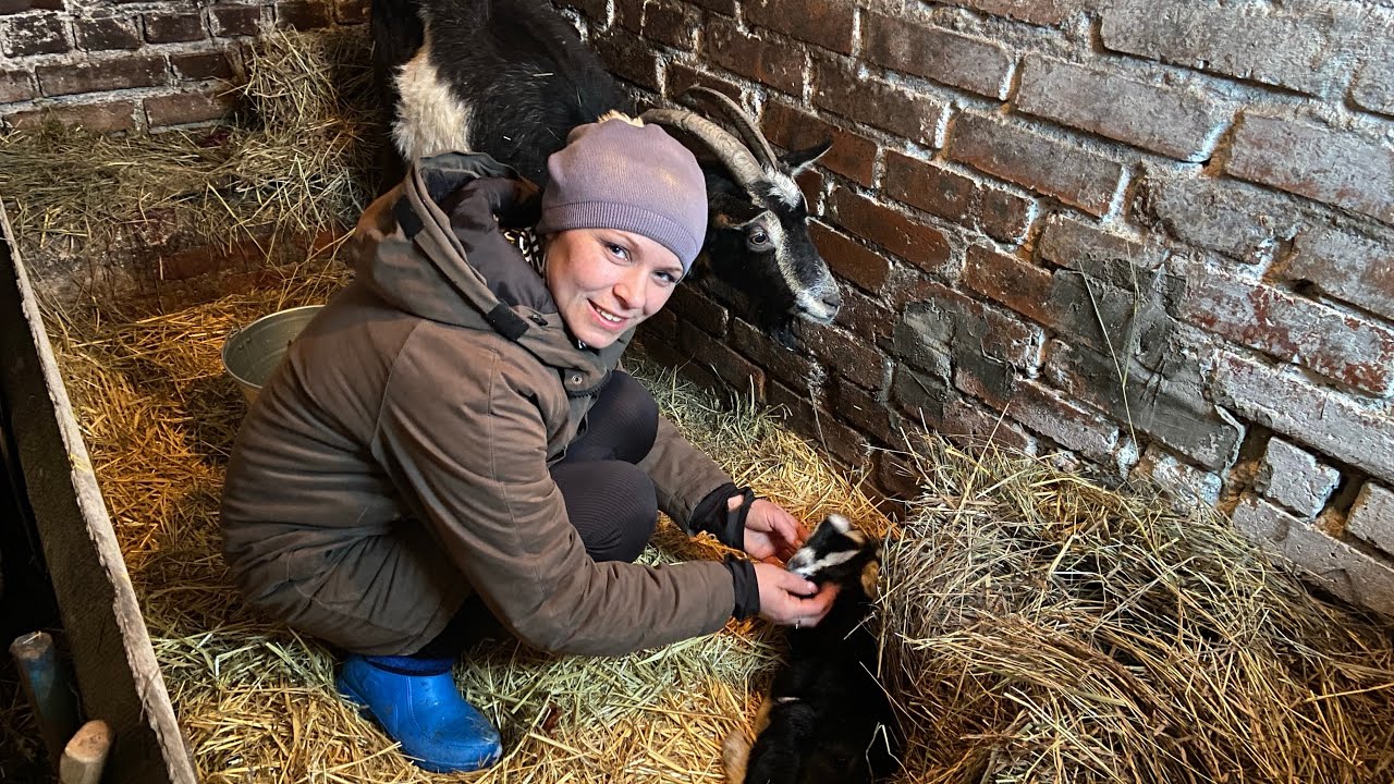 Ранок в селі і маленькі козенята
