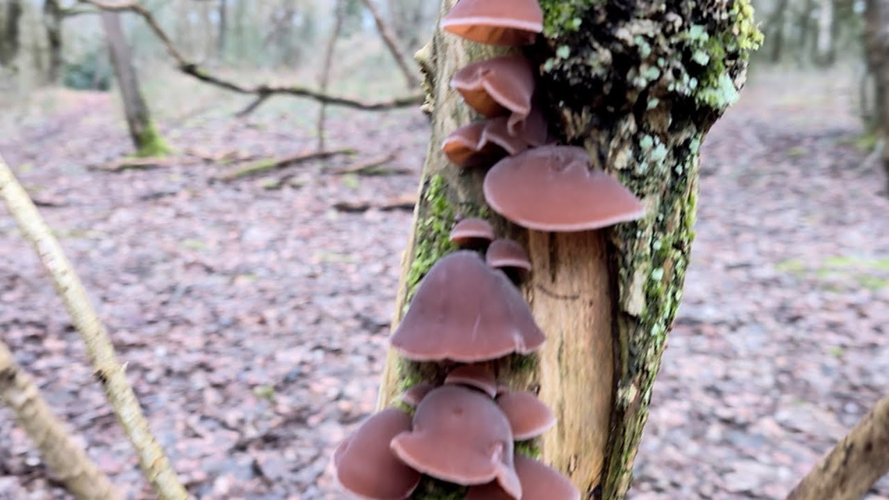 Jelly Ear mushroom foraging 