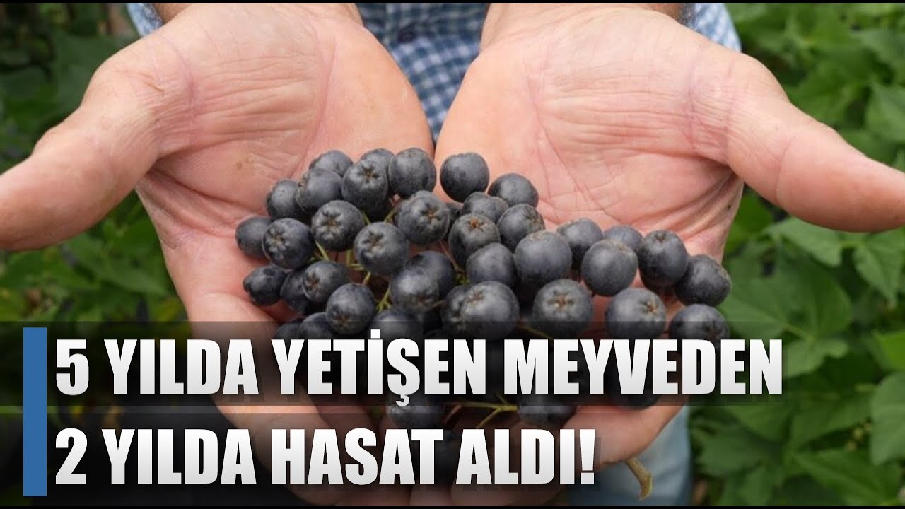 5 Yılda Yetişen Meyveyi 2 Yılda Yetiştirdi 150 Ton Verim! Kilosu 300 Lira / AGRO TV HABER