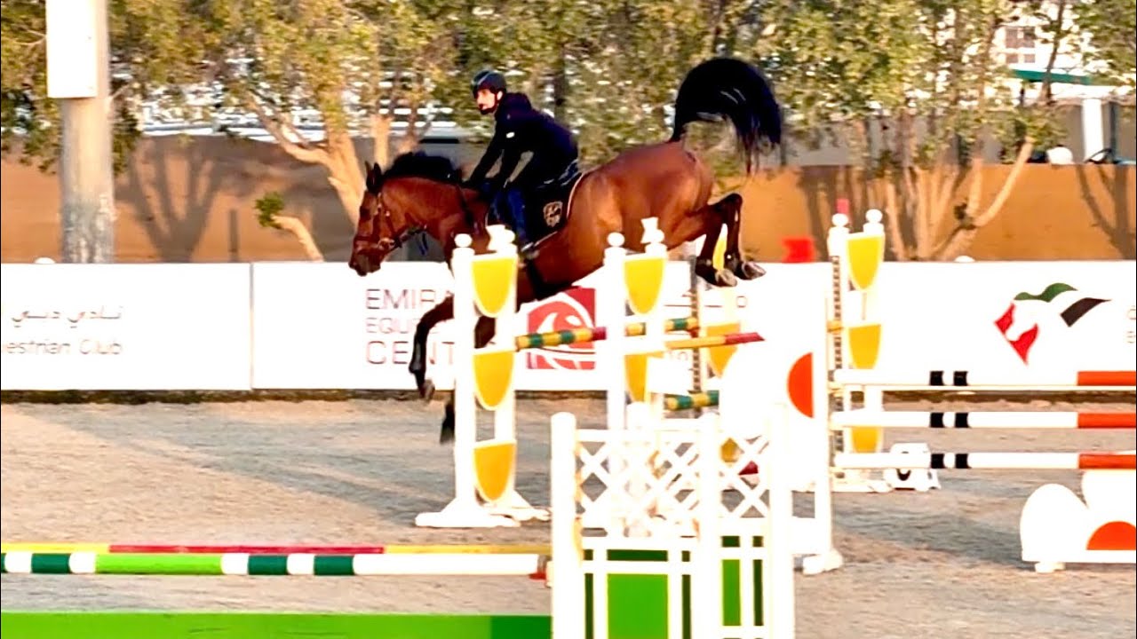 Undercover DXB (Uricas V/D Kattevennen × Bisquet Balou) 6yo stepping up & growing in confidence! ✨👌🏻