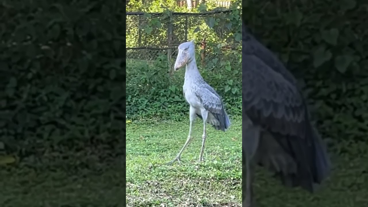Shoebill stork ferocious sound #shorts #shoebill