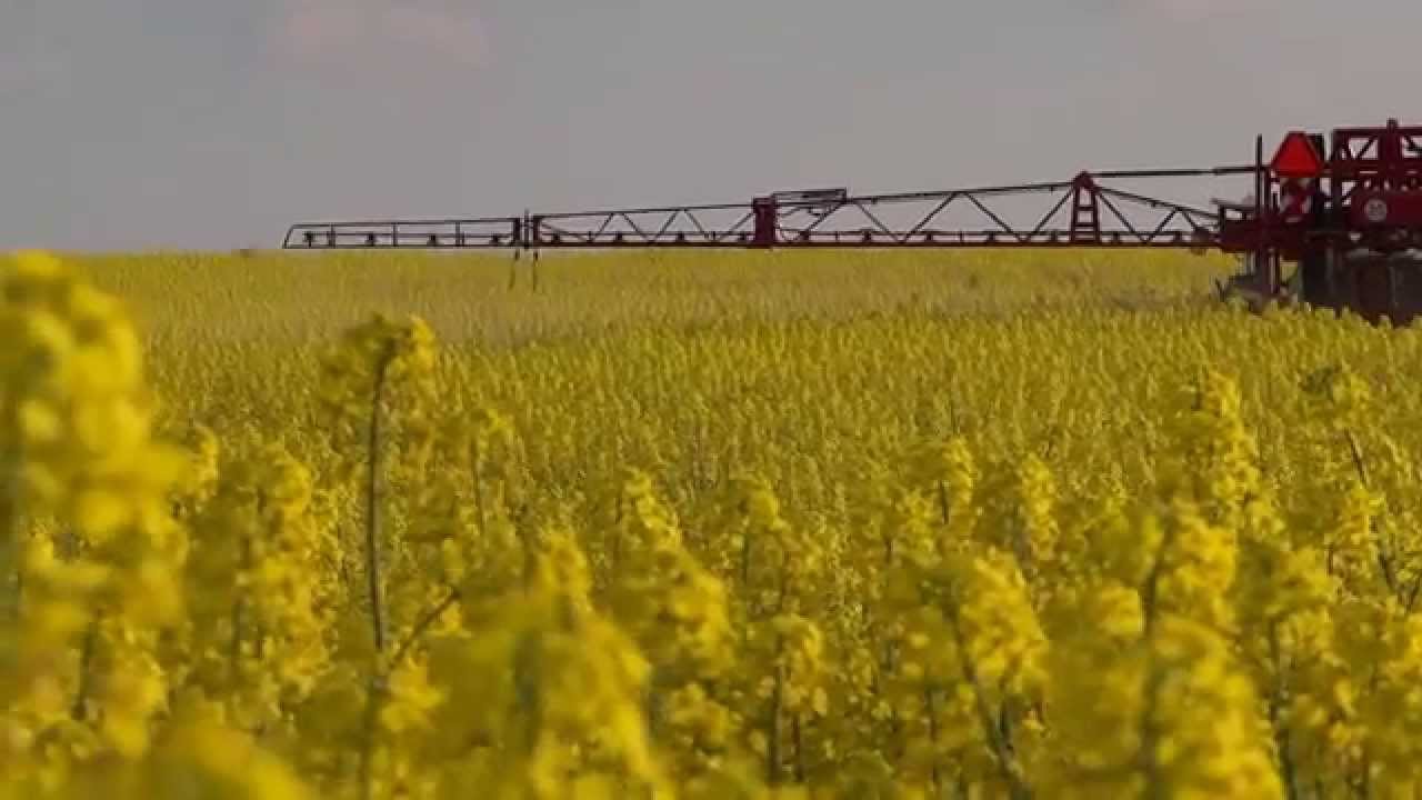 Oprysk rzepaku 2014 Ursus C 360 3P & Krukowiak