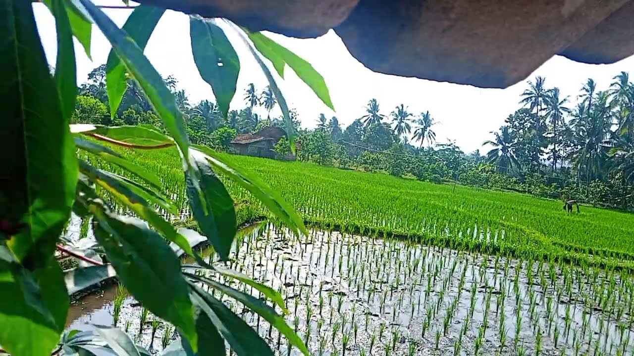 Full Album Peterpan (Cover by Felix Irwan) - Teman Kerja & Santai (tanpa iklan)