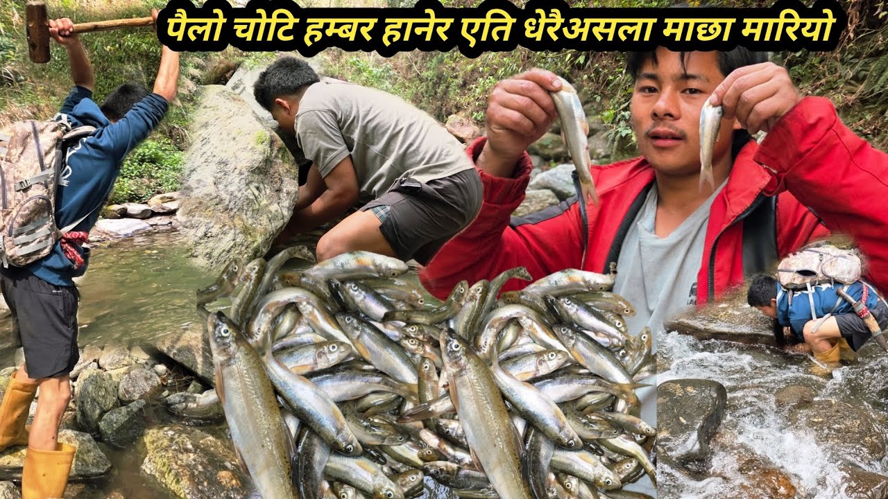 पैलो चोटि हम्बर हानेर एति धेरै असला माछा मारियो र आफ्नै गाउँ को खोलामा असला माछा रोपियो ?#fishing 