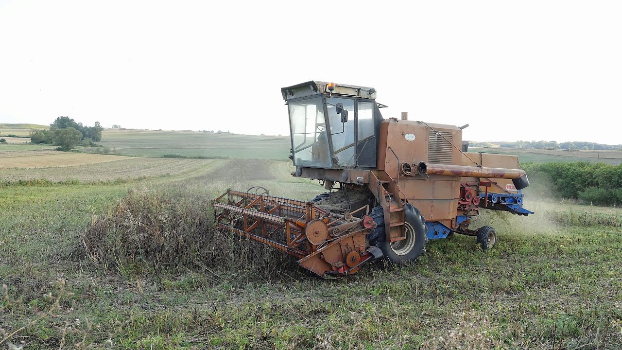 Zbiór bobiku - Żniwa 2025 cz.21 - Bizon Super Z056