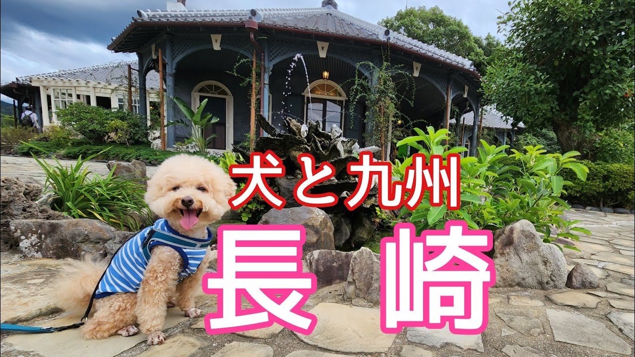 【犬と九州その１】猛暑の長崎市内をわんこと巡りました🐶ビショプーのポノ