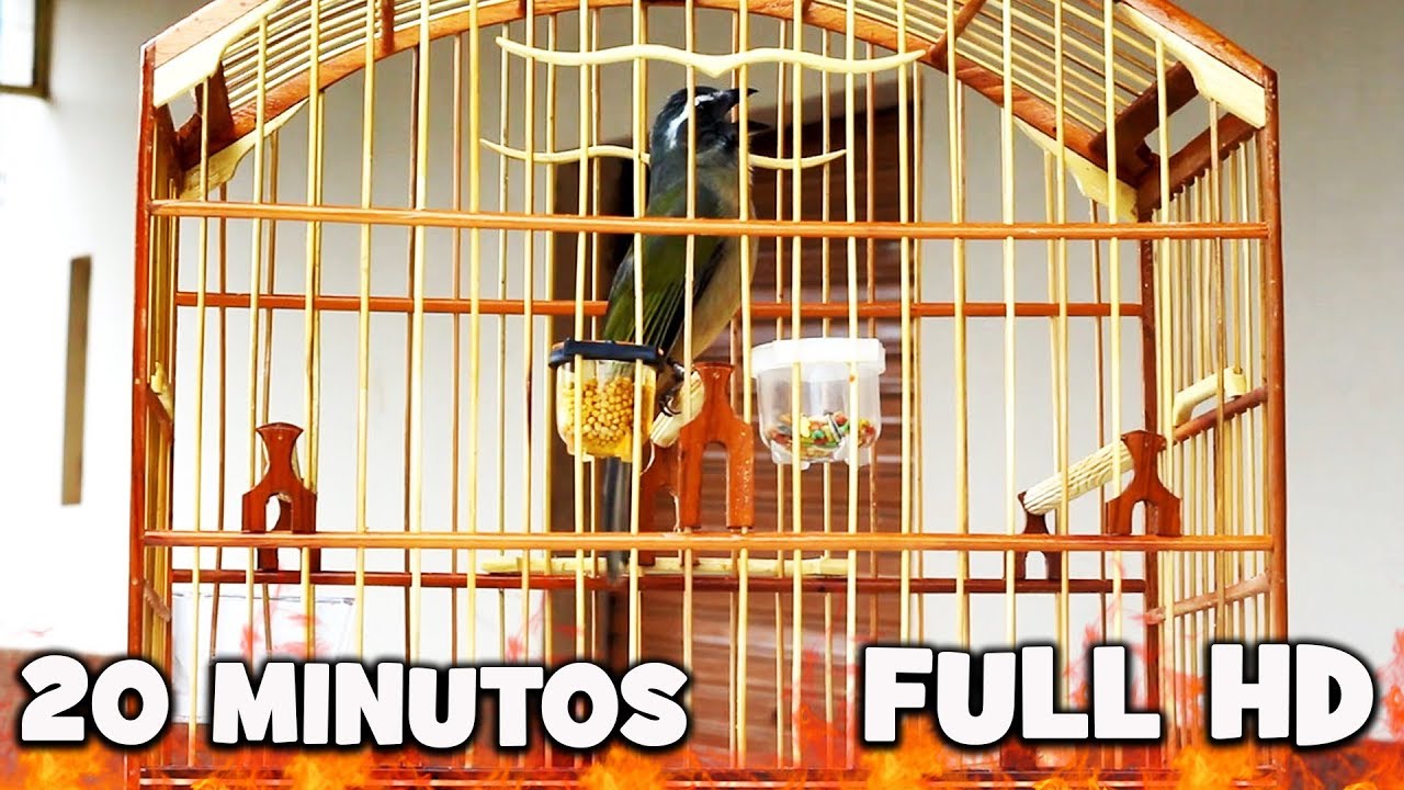 Seu TRINCA FERRO vai ficar LOUCO em 20 minutos│Trinca Ferro APOCALIPSE | FULL HD!!♫