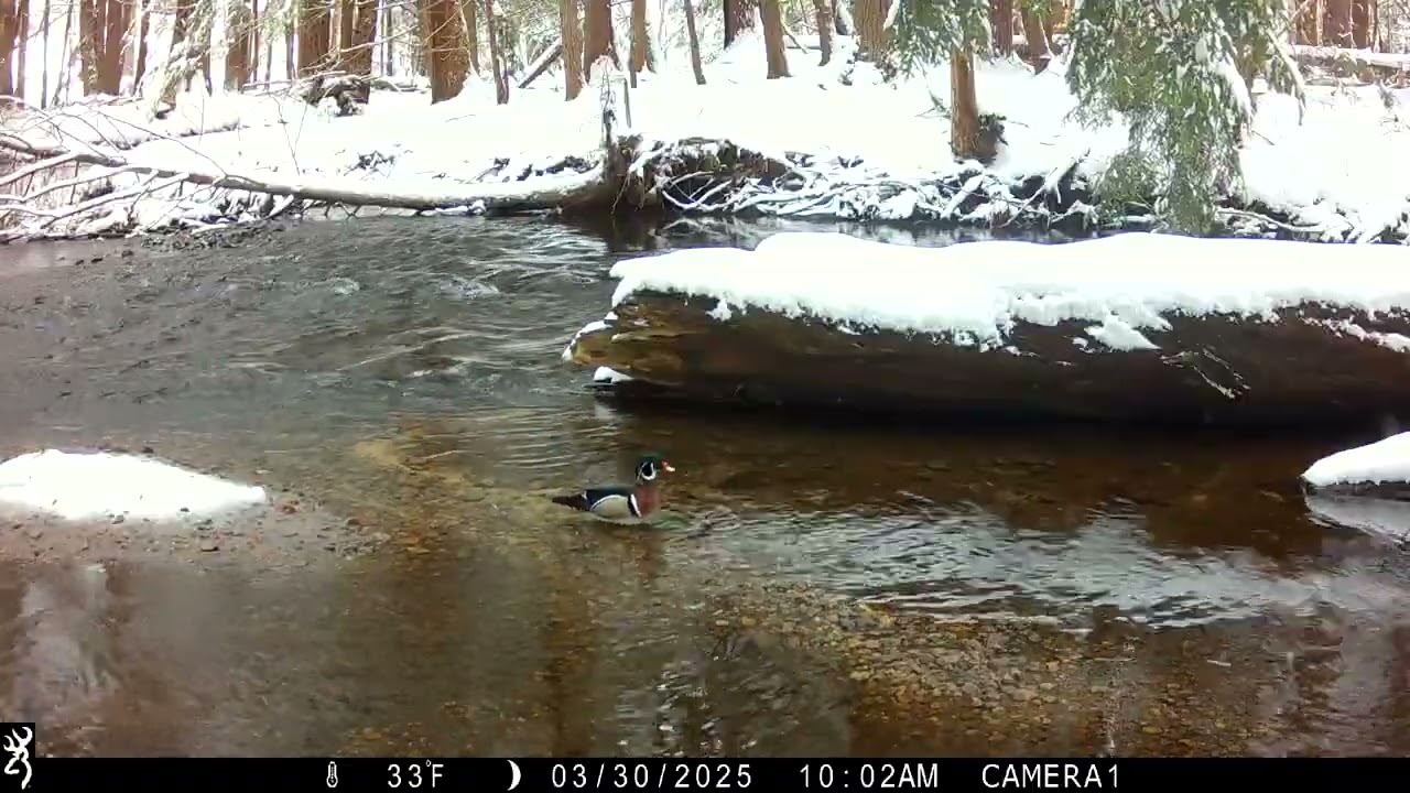 Wild & Free NH