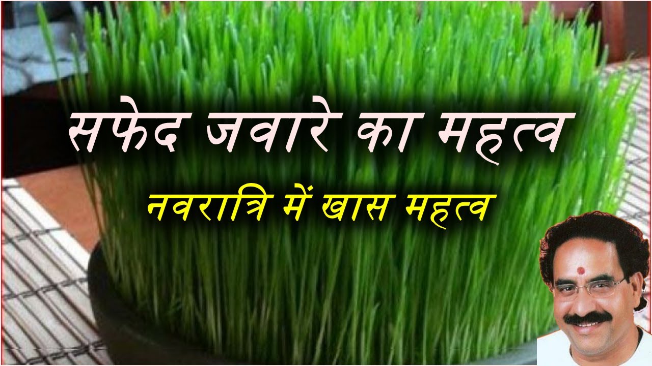 सफेद जवारे का महत्व। नवरात्रि में खास महत्व।