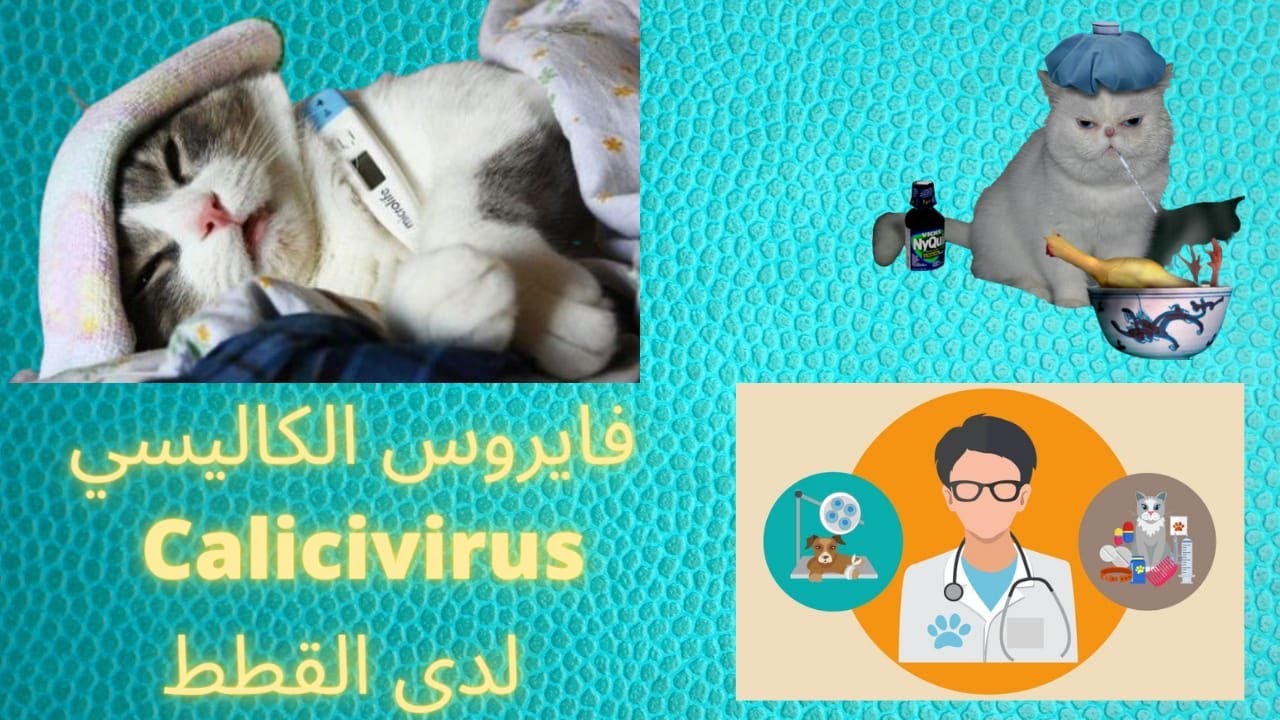 فايروس الكاليسي calici virus لدى القطط
