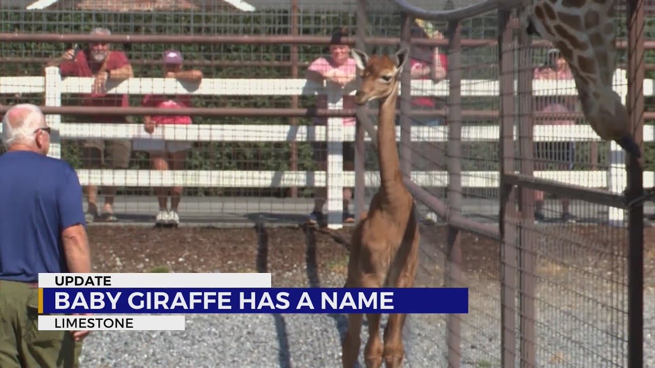 Newly-named spotless giraffe 'Kipekee' draws massive crowds