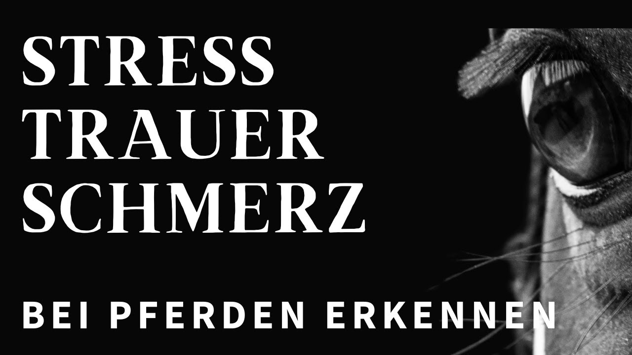 Verstehst du dein Pferd? Pferdeaugen lesen lernen! 👁️🐴