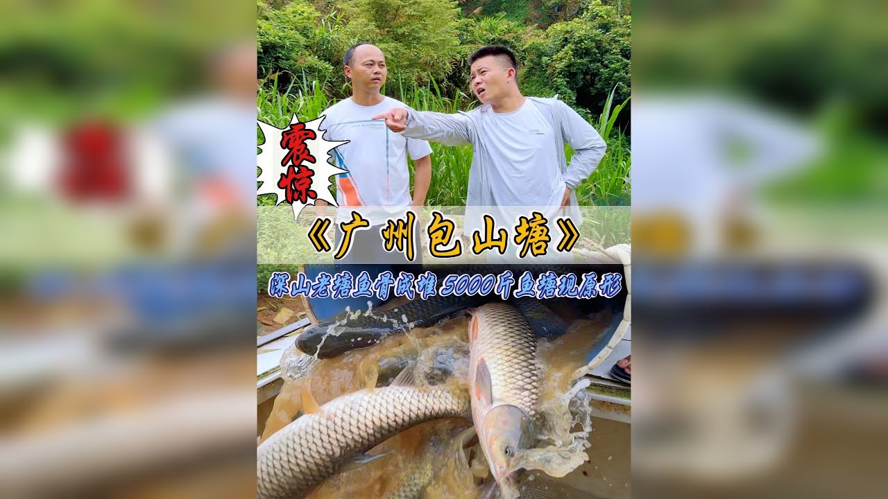 震惊！广州深山老塘鱼骨成堆，巴掌大的鱼塘真有5000斤鱼？