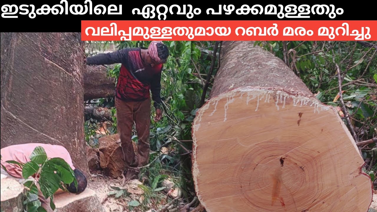 ഞങ്ങളുടെ നാട്ടിലെ 75 വർഷം പഴക്കമുള്ളതും വലിപ്പമുള്ളതുമായ റബർ മരം | 75 years old   Rubber Tree 