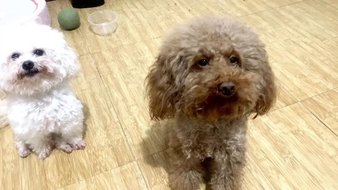 教狗🐶如何坑钱，