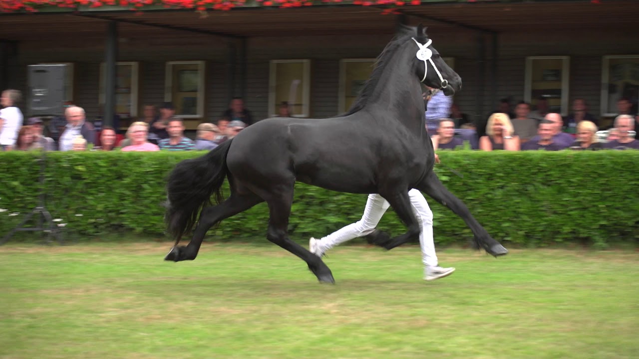 Kampioen fokdag Het Friese Paard Midden Nederland Berber van Brabantshof (Jehannes 484)