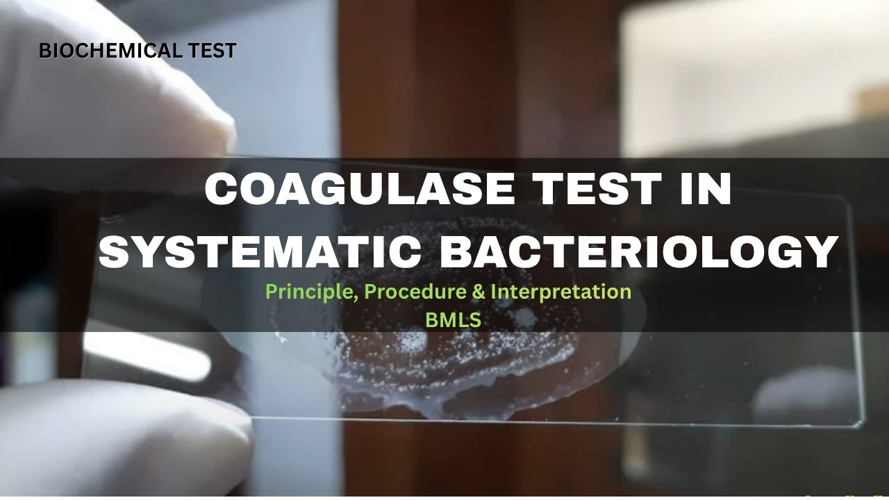 Coagulase Test for Staphylococcus aureus | Principle to Interpretation | BMLS 3rd Semester