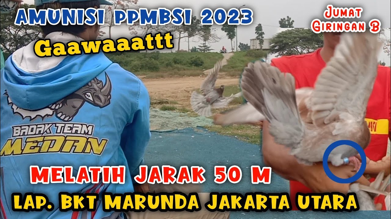 Gawaat !!! Badak Team Medan Sudah Melatih Piyik Ring PPMBSI 2023