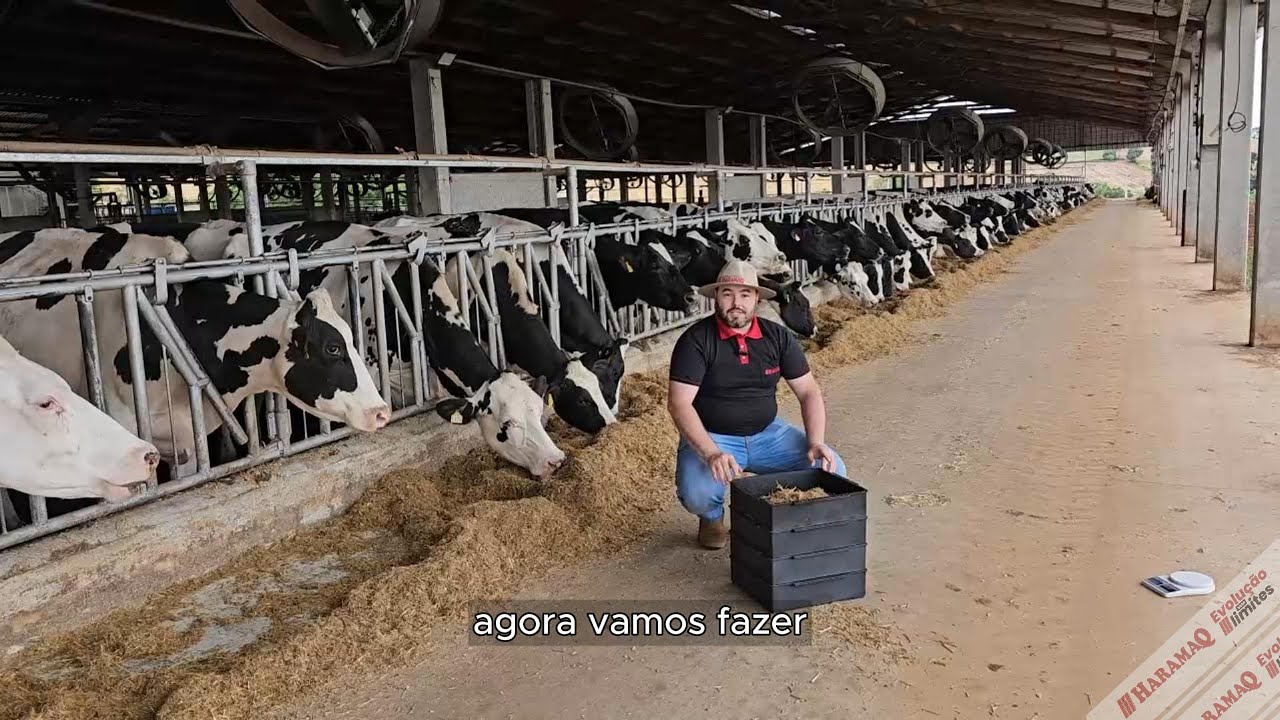 Como fazer o teste de peneiras na silagem da forma correta?
