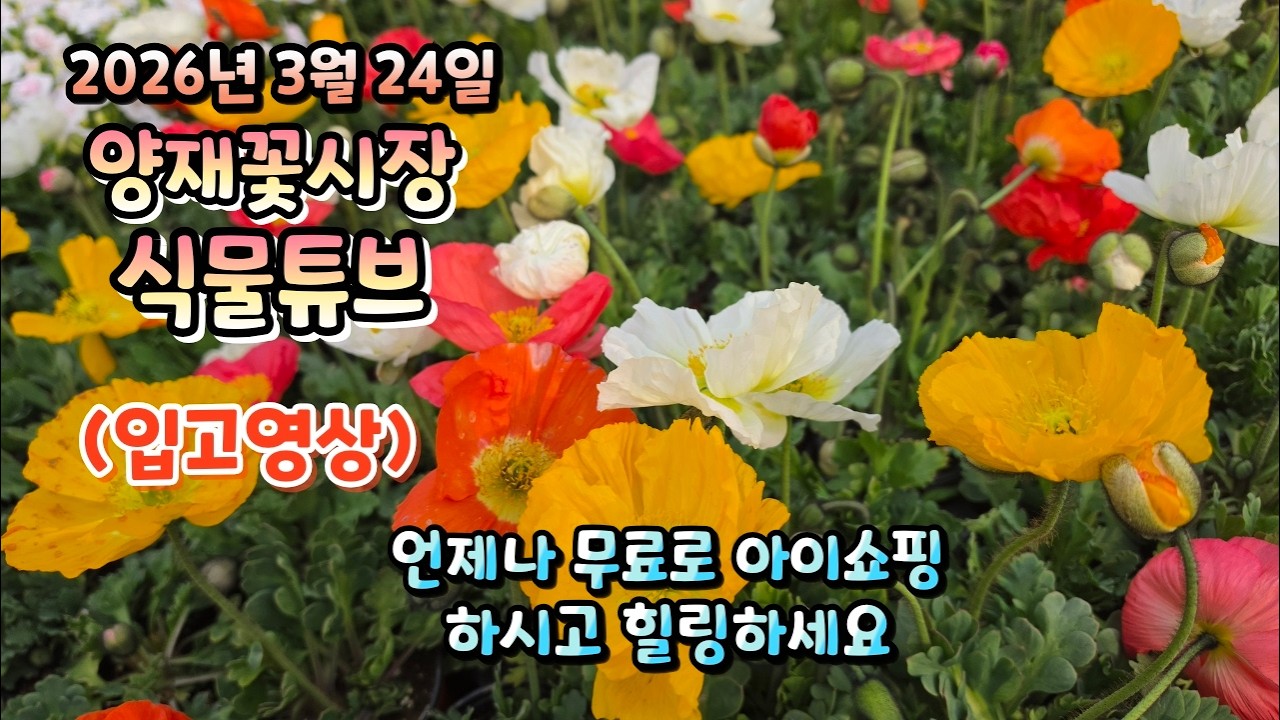 날씨도 풀렸는데 야생화,초화, 꽃 혹은 실내 관엽들 어떤것을 식재할지 영상 시청 하시면서 아이쇼핑 해주시지요~ ^^  #양재꽃시장 #식물튜브 #식물아빠 #여광일