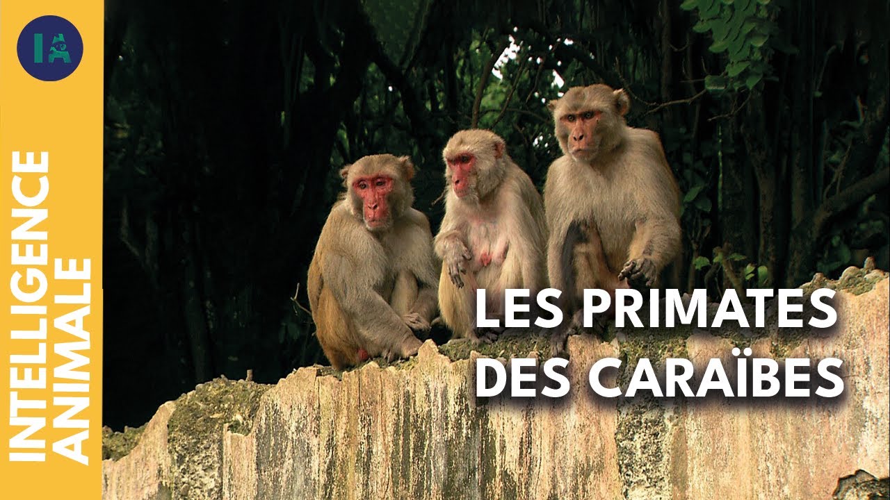 L'&icirc;le des singes : miroir de notre soci&eacute;t&eacute; ? | IA | DOC COMPLET