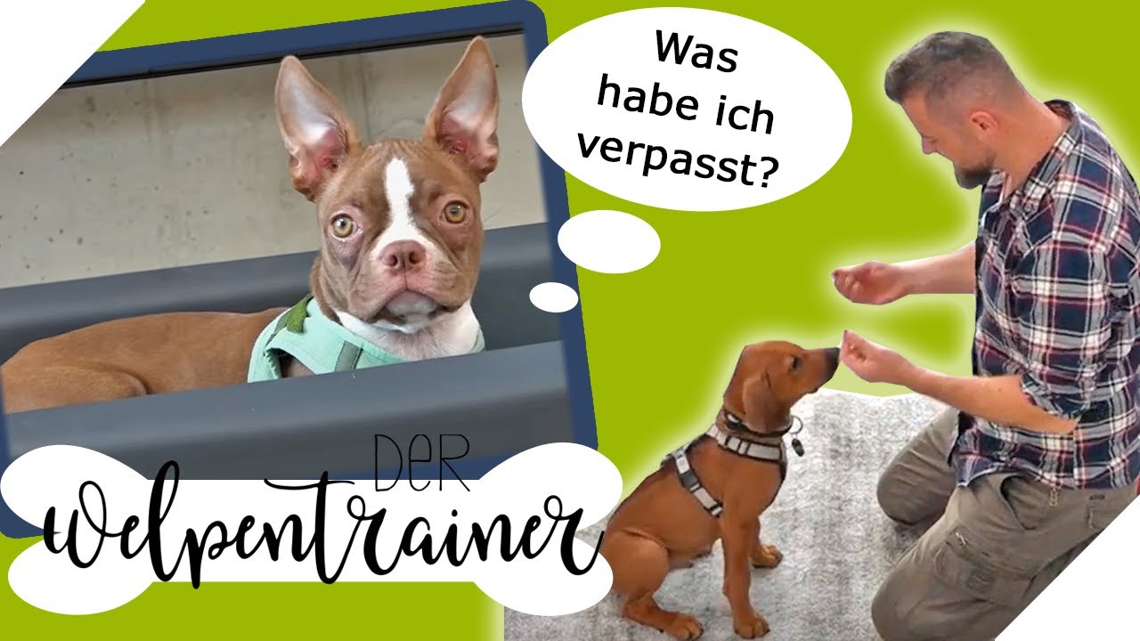 Aufmerksamkeit trainieren: Diese Übung eignet sich am besten | Der Welpentrainer | sixx
